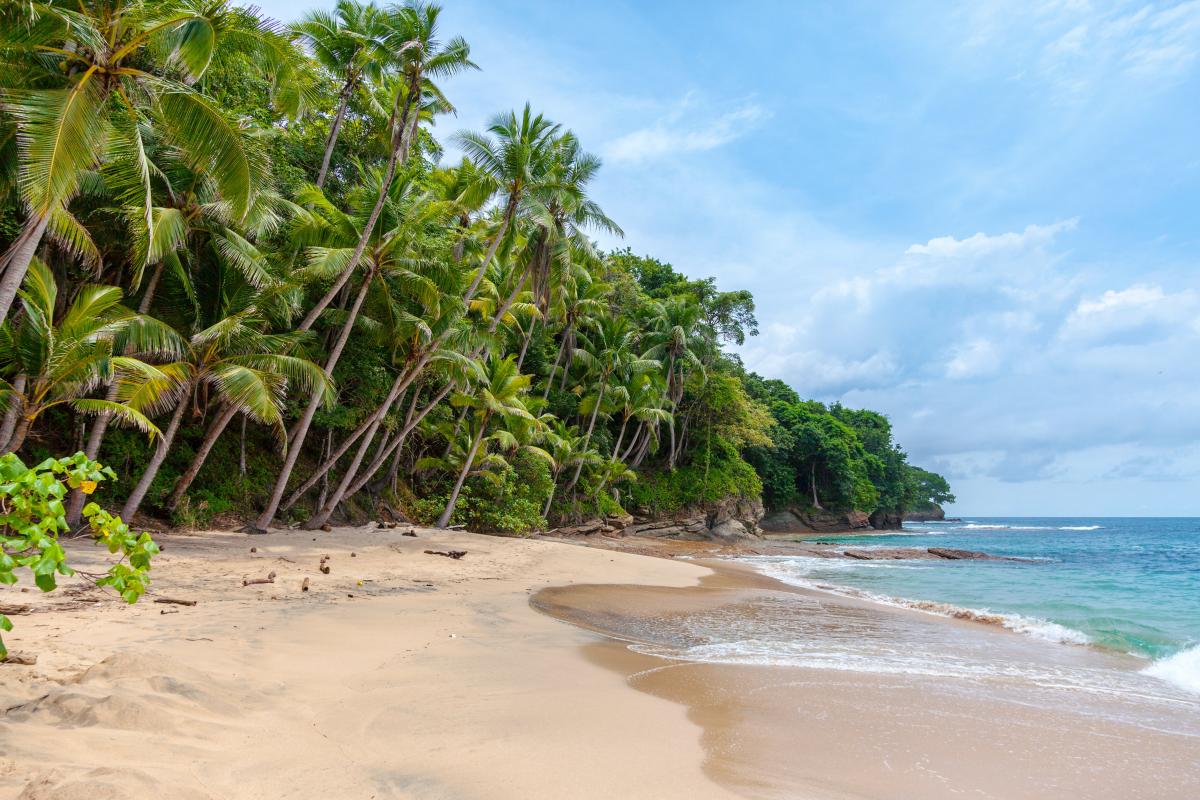 Dense tropical trees at a calm beach